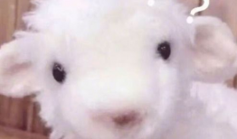 小羊吃瓜最新事件爆料,揭秘背后惊人真相